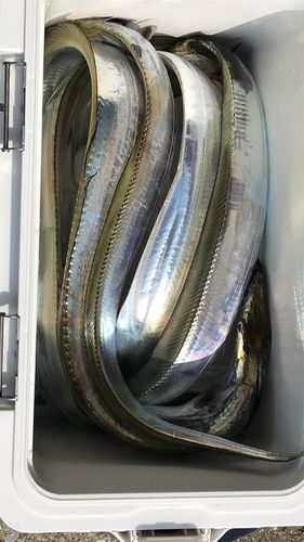 タチウオの釣果