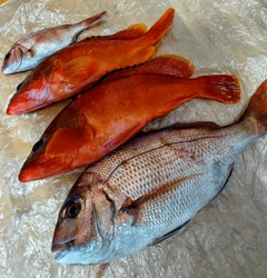 タイの釣果