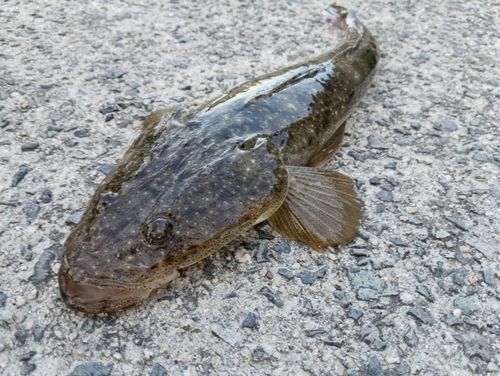 マゴチの釣果