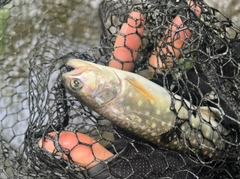 アメマスの釣果