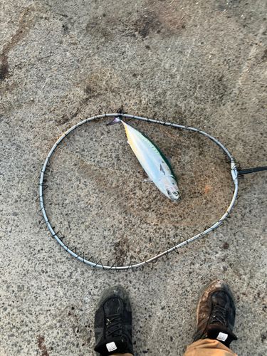 ソウダガツオの釣果