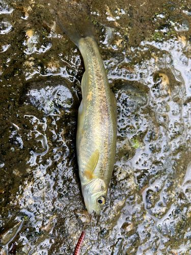 アブラハヤの釣果