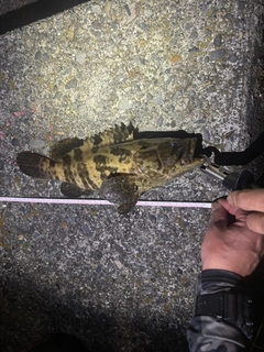 チャイロマルハタの釣果