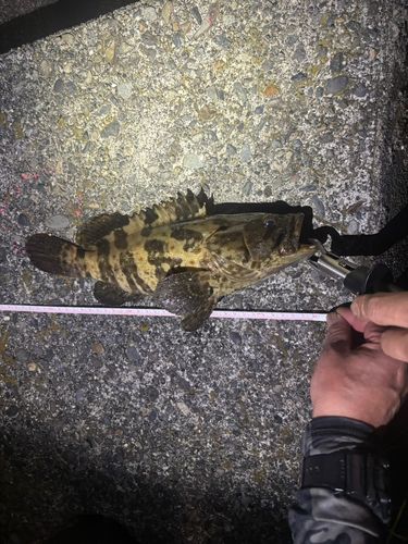 チャイロマルハタの釣果