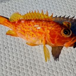 アヤメカサゴ