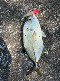 ギンガメアジの釣果