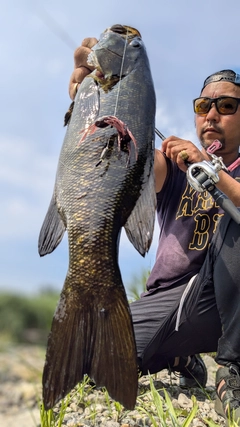 スモールマウスバスの釣果