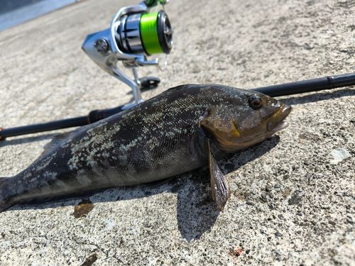アイナメの釣果