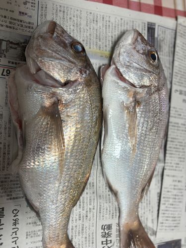 マダイの釣果