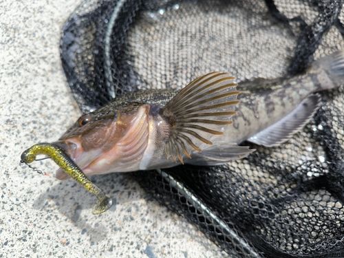 アイナメの釣果