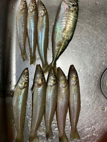 キスの釣果