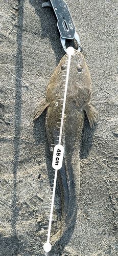 マゴチの釣果