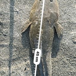 マゴチ