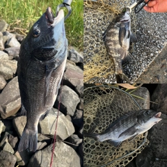 クロダイの釣果