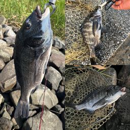 クロダイ