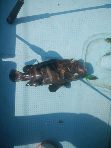 マハタの釣果