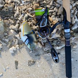 モンガラカワハギ