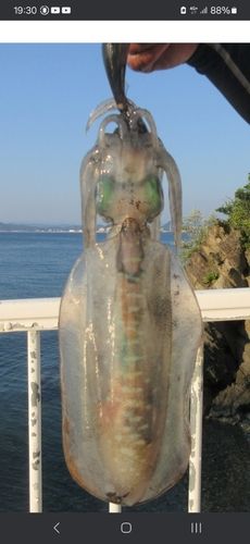 アオリイカの釣果