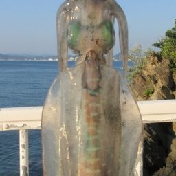アオリイカ