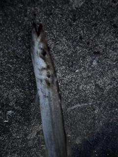 カマスの釣果