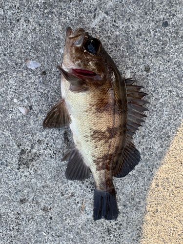 メバルの釣果