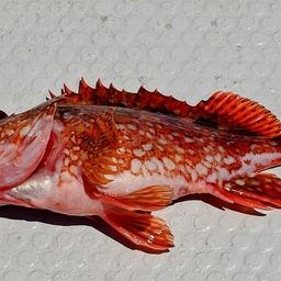 カサゴ
