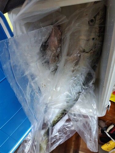 ブリの釣果