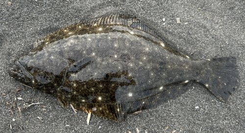 ヒラメの釣果