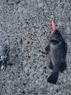 ソイの釣果