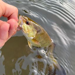 スモールマウスバス