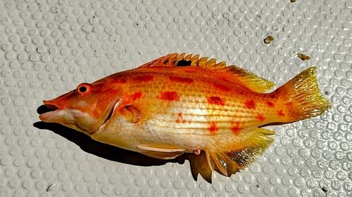 キツネベラの釣果