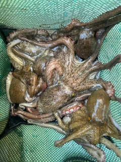 タコの釣果