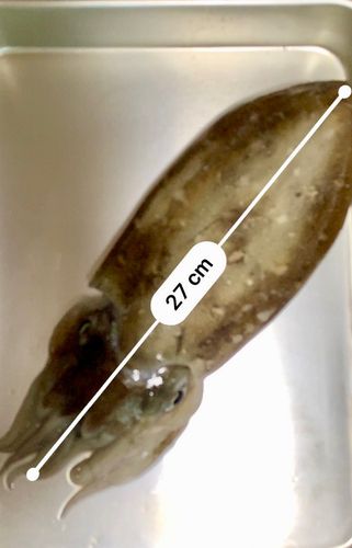 モンゴウイカの釣果