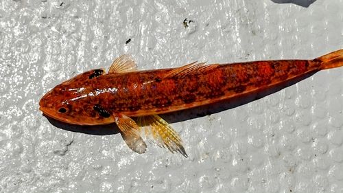 アカエソの釣果