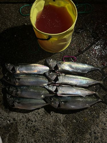 サバの釣果
