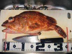 ウッカリカサゴの釣果