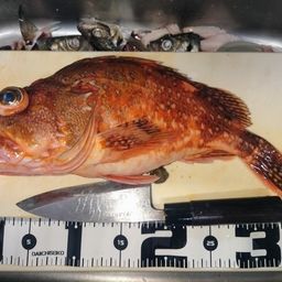 ウッカリカサゴ