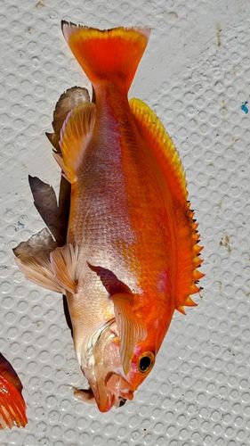 アカイサキの釣果