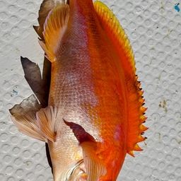 アカイサキ