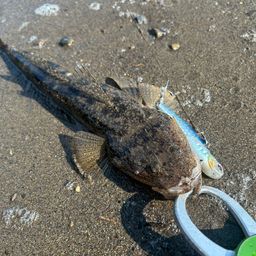 マゴチ