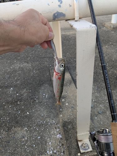 サバの釣果