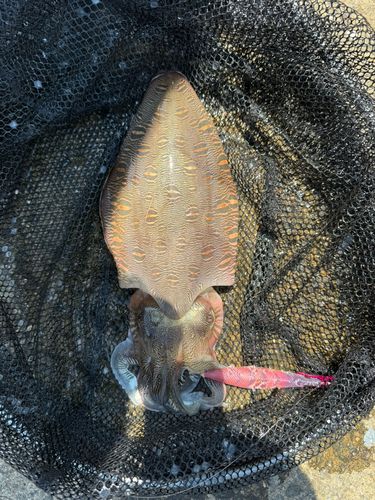モンゴウイカの釣果