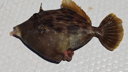 カワハギの釣果