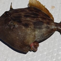 カワハギ
