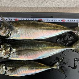 アジ