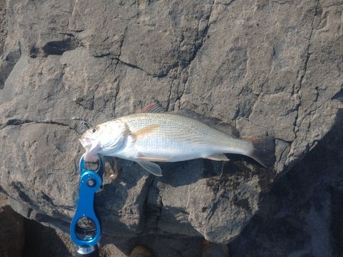 イシモチの釣果