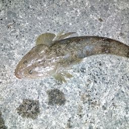 マゴチ