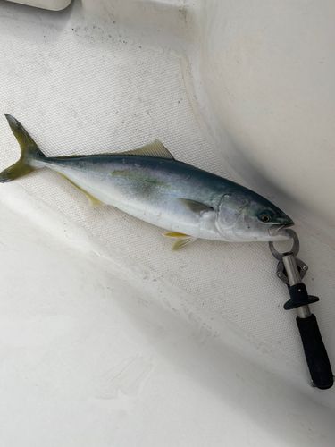 フクラギの釣果