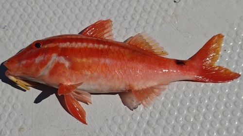 オジサンの釣果