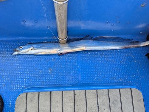 タチウオの釣果